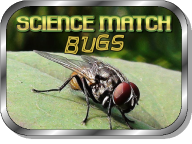 Science Match: Bugs